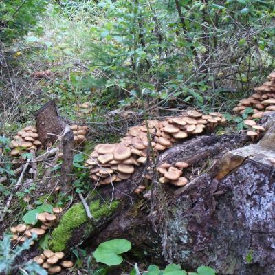 13 octombrie: Ciugheş: Ziua recunoştinţei