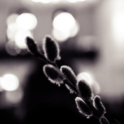 29 martie: Iaşi: Duminica Floriilor. Foto: Claudiu Bîrliba