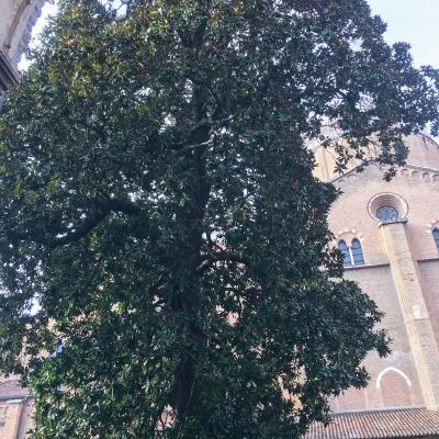 20 martie: Padova: Parcursul jubiliar în bazilica "Sfântul Anton"