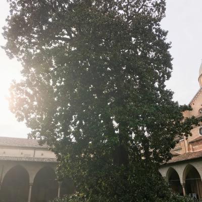 20 martie: Padova: Parcursul jubiliar în bazilica "Sfântul Anton"