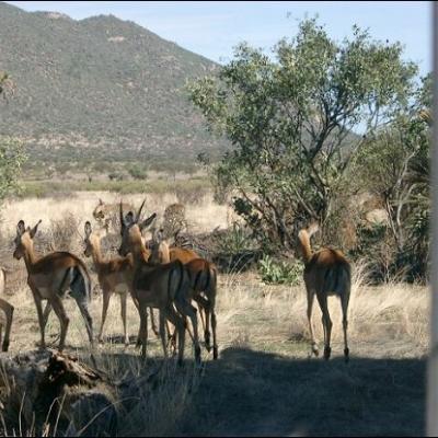 28 noiembrie: Impresii dintr-o vizită în Kenya