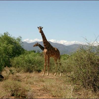 28 noiembrie: Impresii dintr-o vizită în Kenya