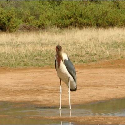 28 noiembrie: Impresii dintr-o vizită în Kenya