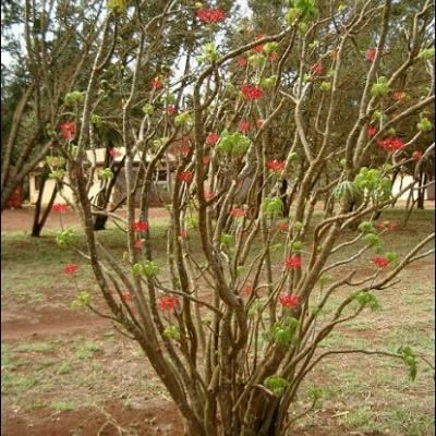 28 noiembrie: Impresii dintr-o vizită în Kenya