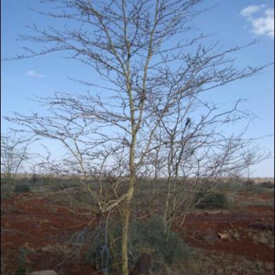 4-20 februarie 2009: Vizita pastorală a PS Aurel Percă în Kenya