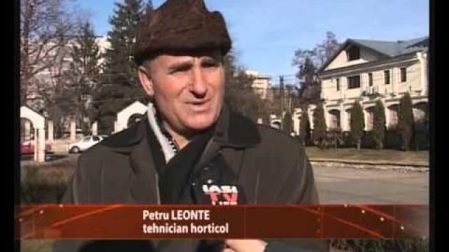 Iaşi TV Life: Un prun a înflorit în curtea catedralei romano-catolice (13 ianuarie 2014) (youtube)